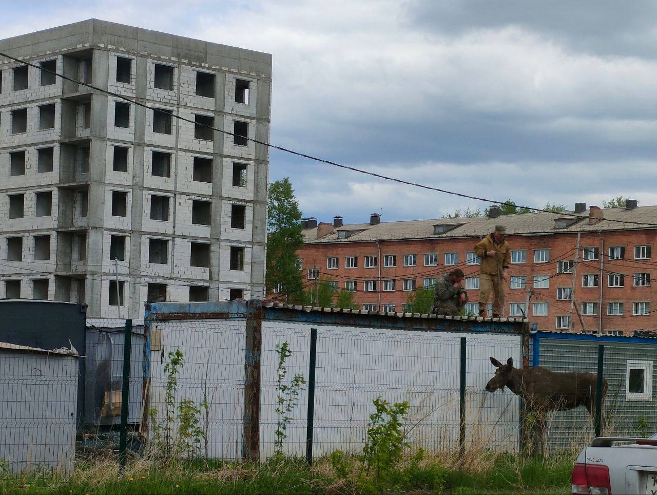 В жилмассиве Ачинска поймали лося