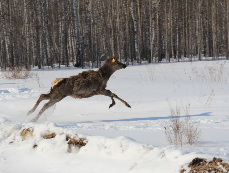 В Красноярском крае весной выпустят в дикую природу 64 марала