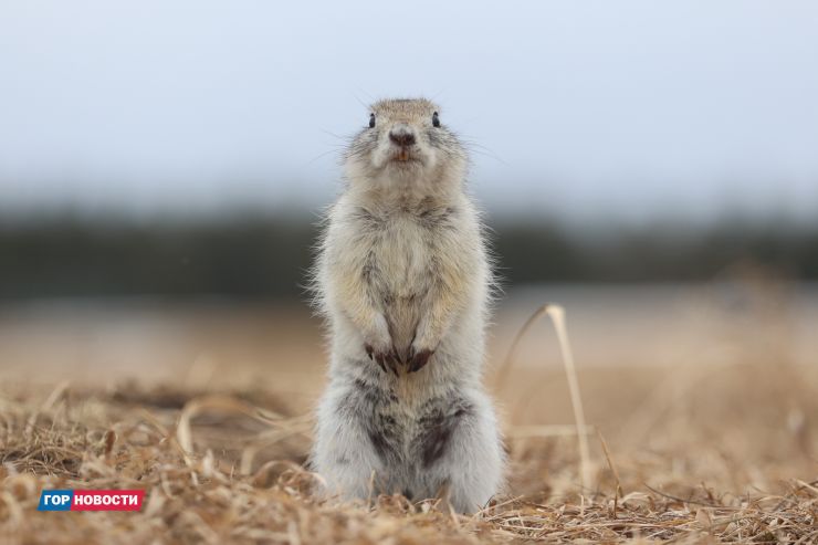 Главные Gornovosti недели: в Красноярске просыпаются суслики, вводят ограничения для большегрузов, строят метро и реже болеют ОРВИ