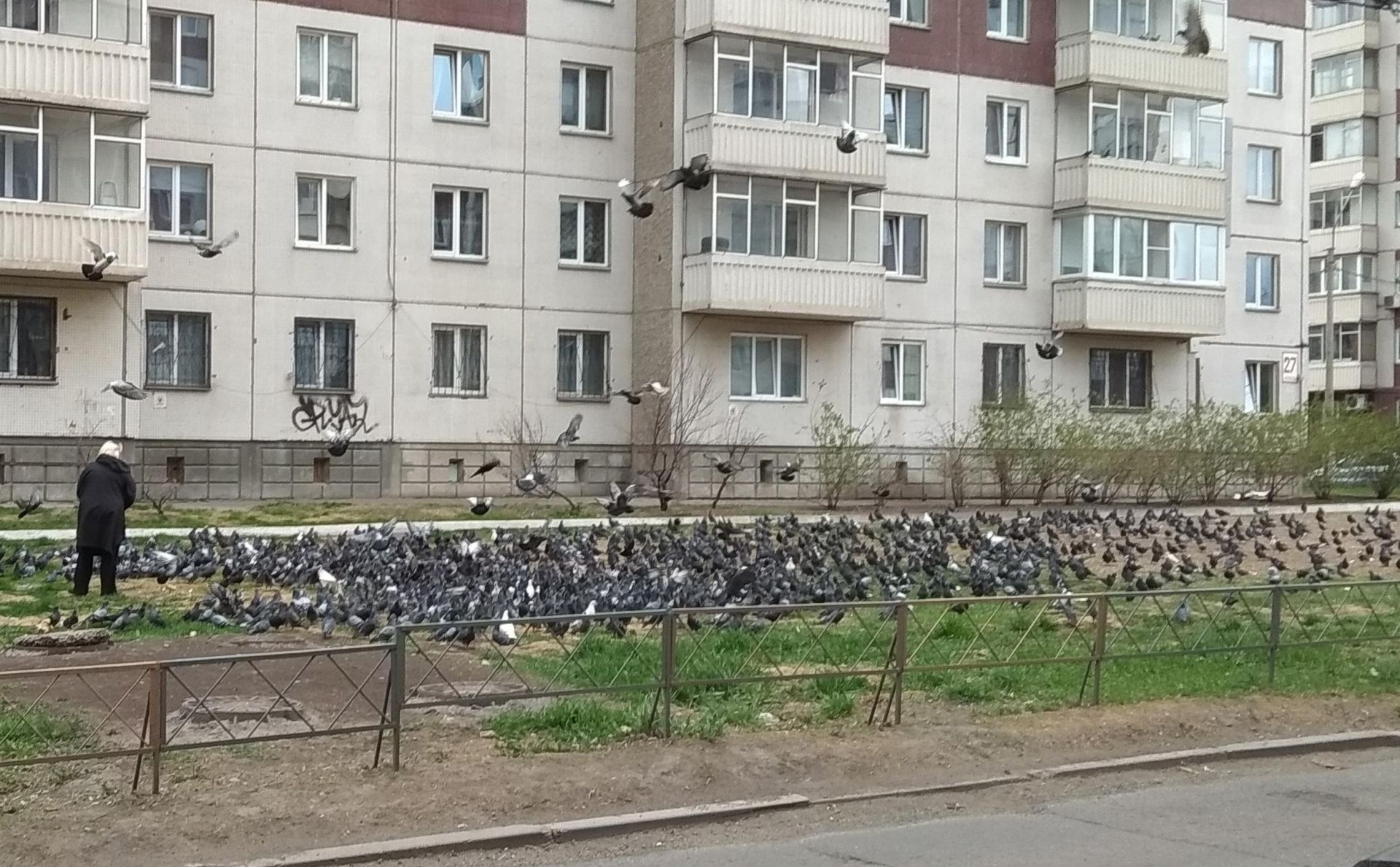 Что делать, если соседи прикормили стаю голубей?