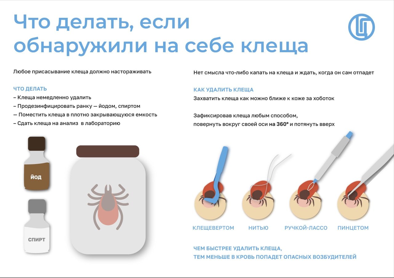 Красноярские санитарные врачи рассказали, как правильно снять клеща