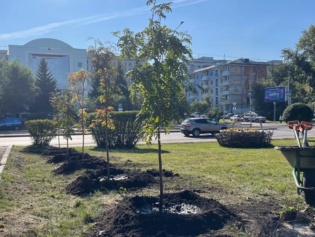 В Кировском районе Красноярска высадили более 3300 деревьев