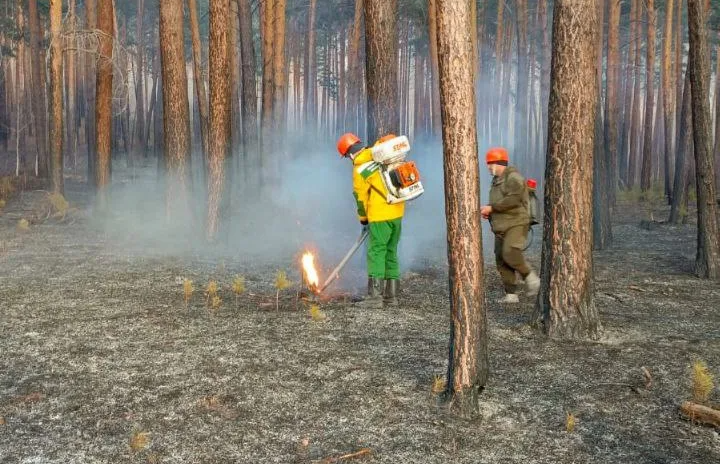 Виновник лесного пожара в Красноярском крае заплатит почти миллион рублей