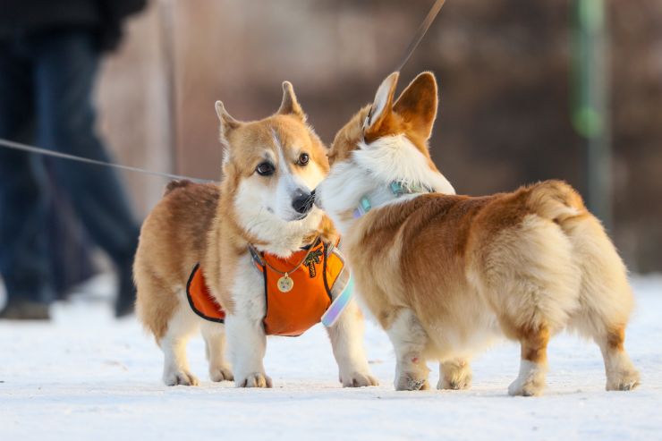 В Красноярск идет резкое похолодание до -19 и ниже