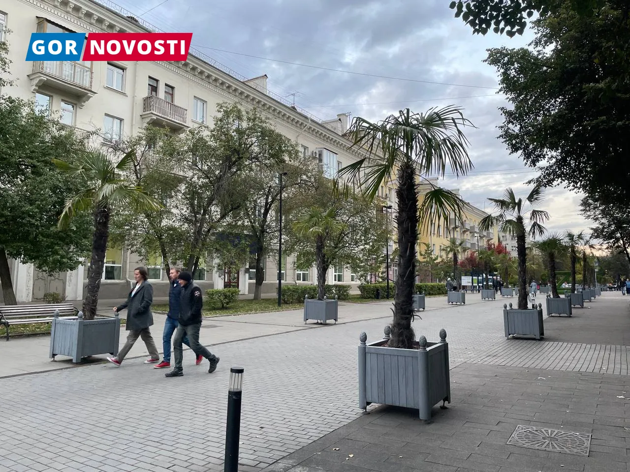 С улиц Красноярска на неделе начнут убирать пальмы и туи