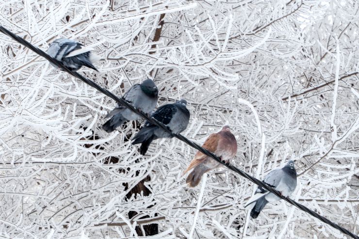 Красноярцам советуют ограничить своё пребывание на улице