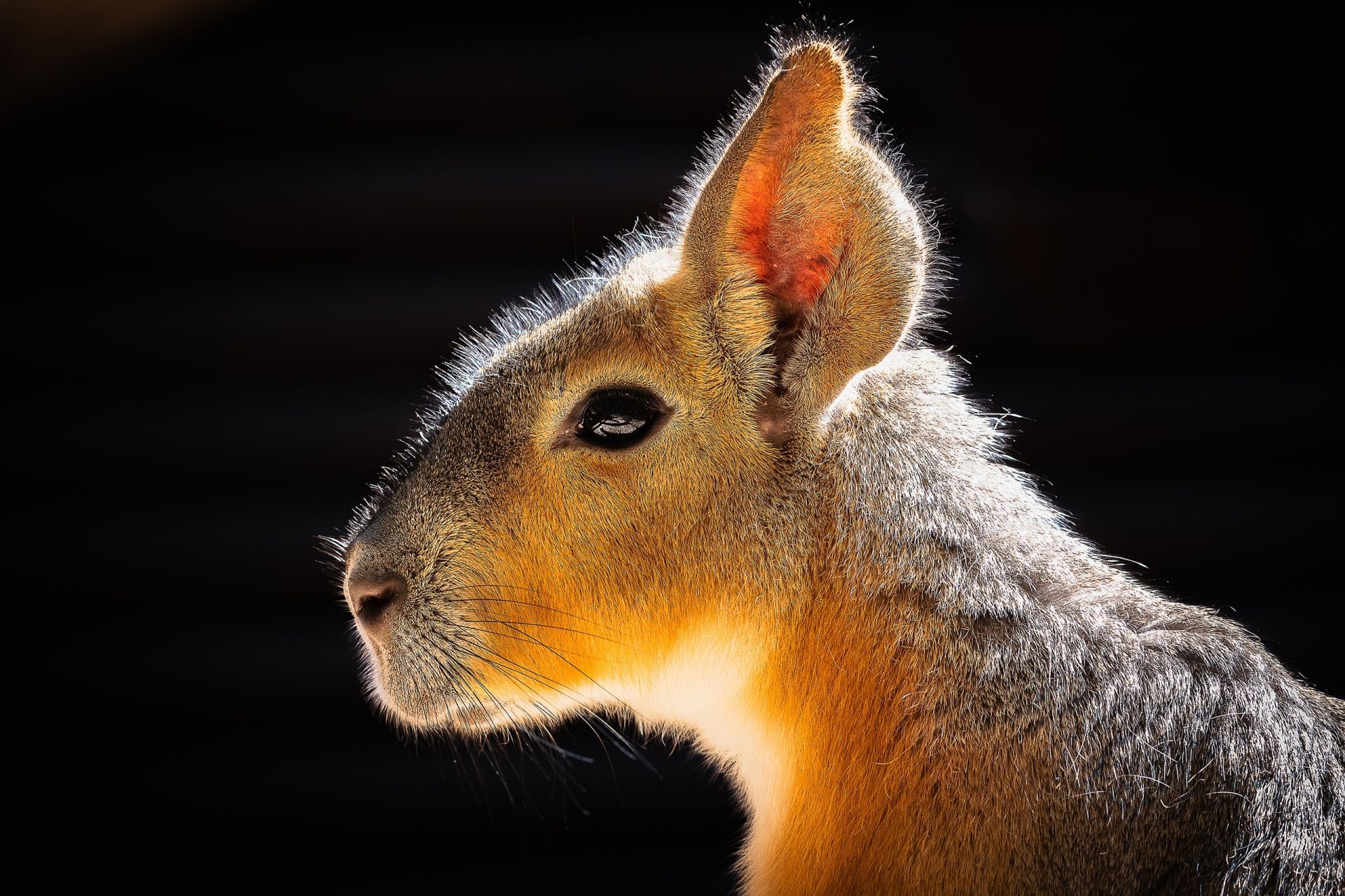 Даже лучше капибары: в «Роевом ручье» живёт грызун, похожий сразу на трёх животных