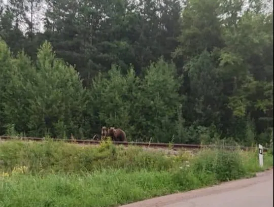 В районе поселка под Железногорском заметили медведицу с детенышами
