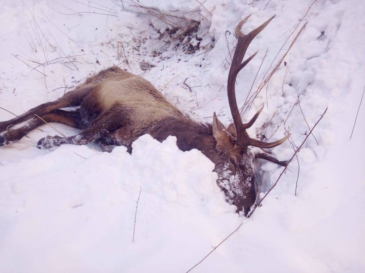 В Красноярске на Столбах марал убегал от бродячих собак и сорвался со скалы «Чертов палец»
