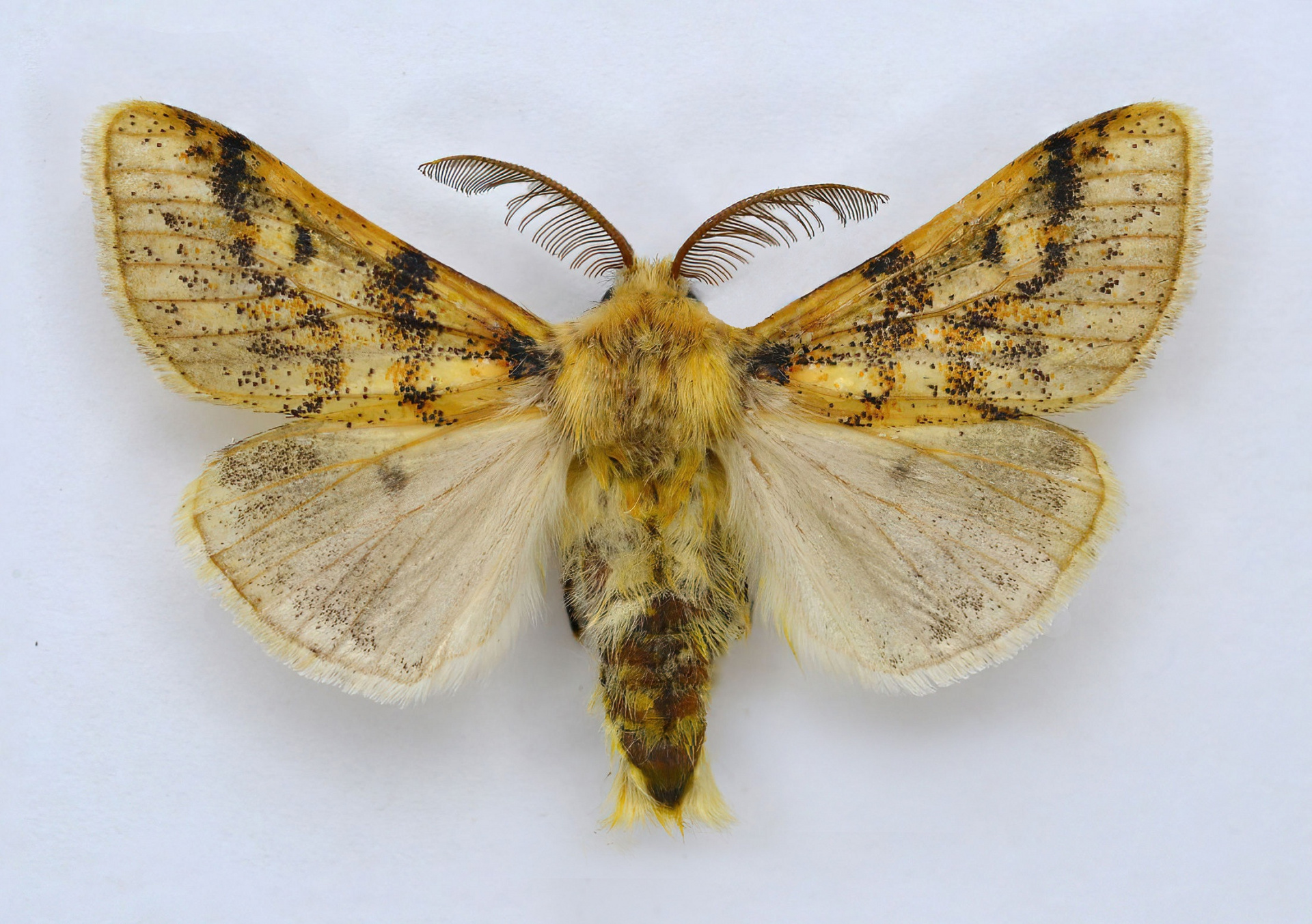 gynaephora_angelus_tschetverikov_1904_m.jpeg