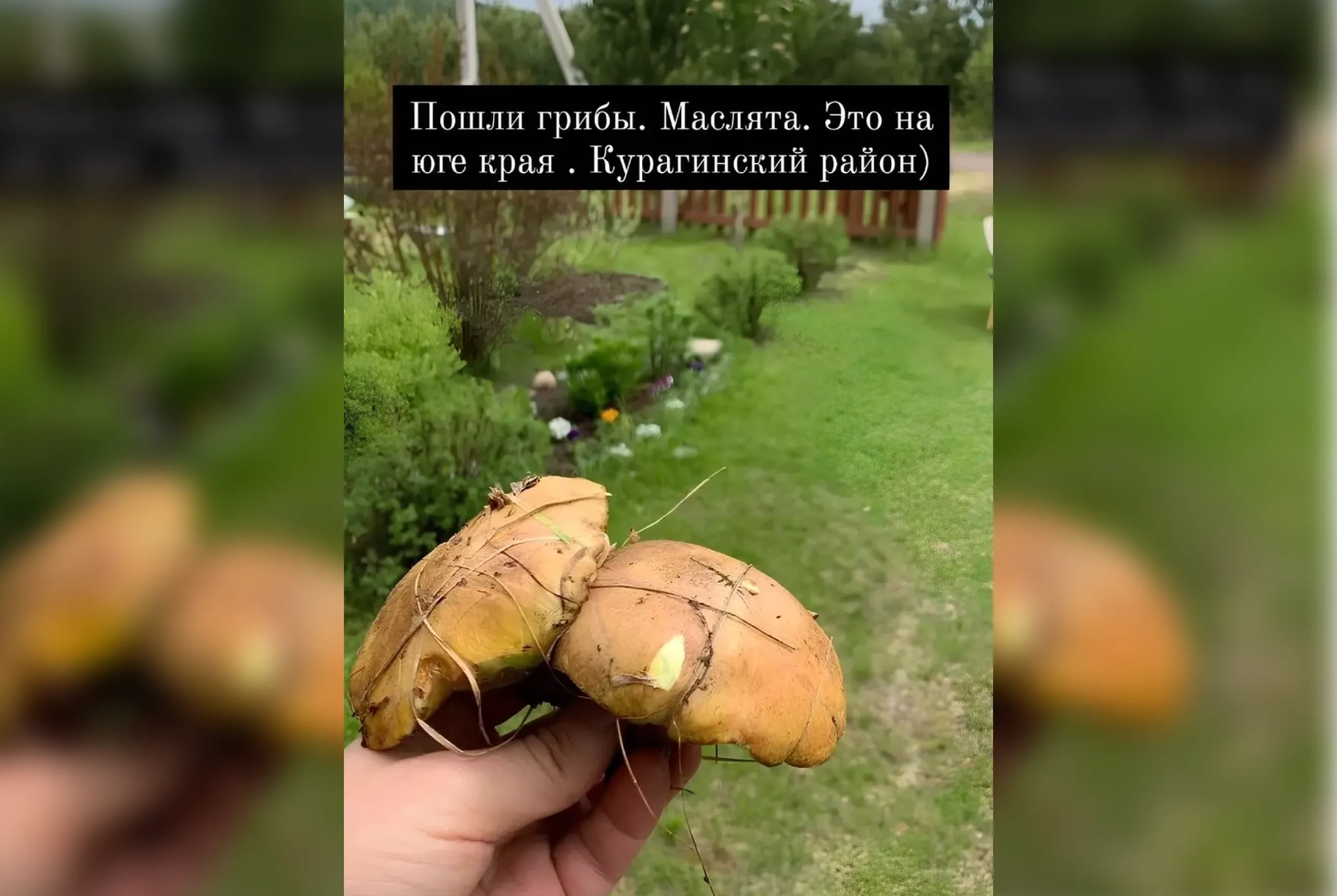 В Красноярском крае появились первые грибы