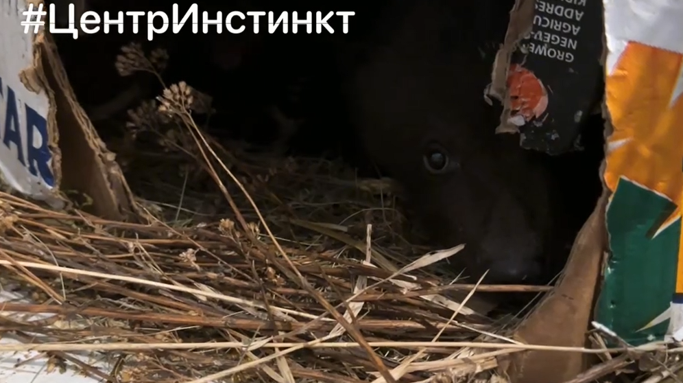 В Красноярске семья принесла домой медвежонка и держала у себя в квартире