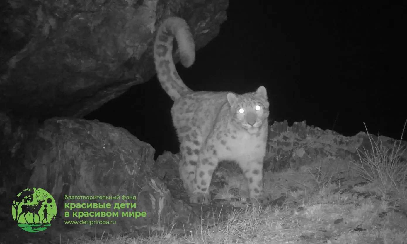 В заповеднике на юге Красноярского края самка ирбиса попробовала на зуб фотоловушку