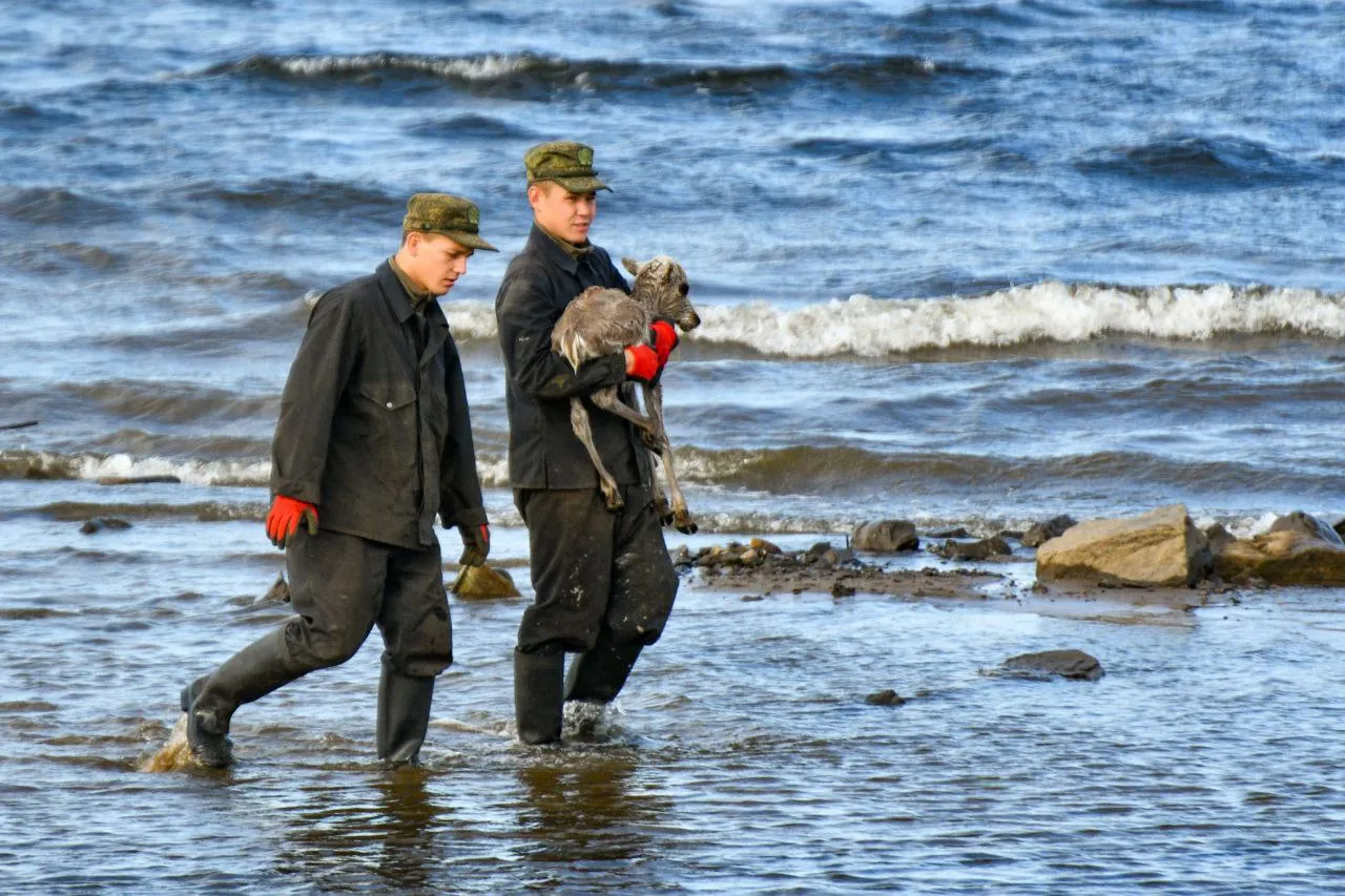 На Севере Красноярского края спасли отбившегося от стада олененка