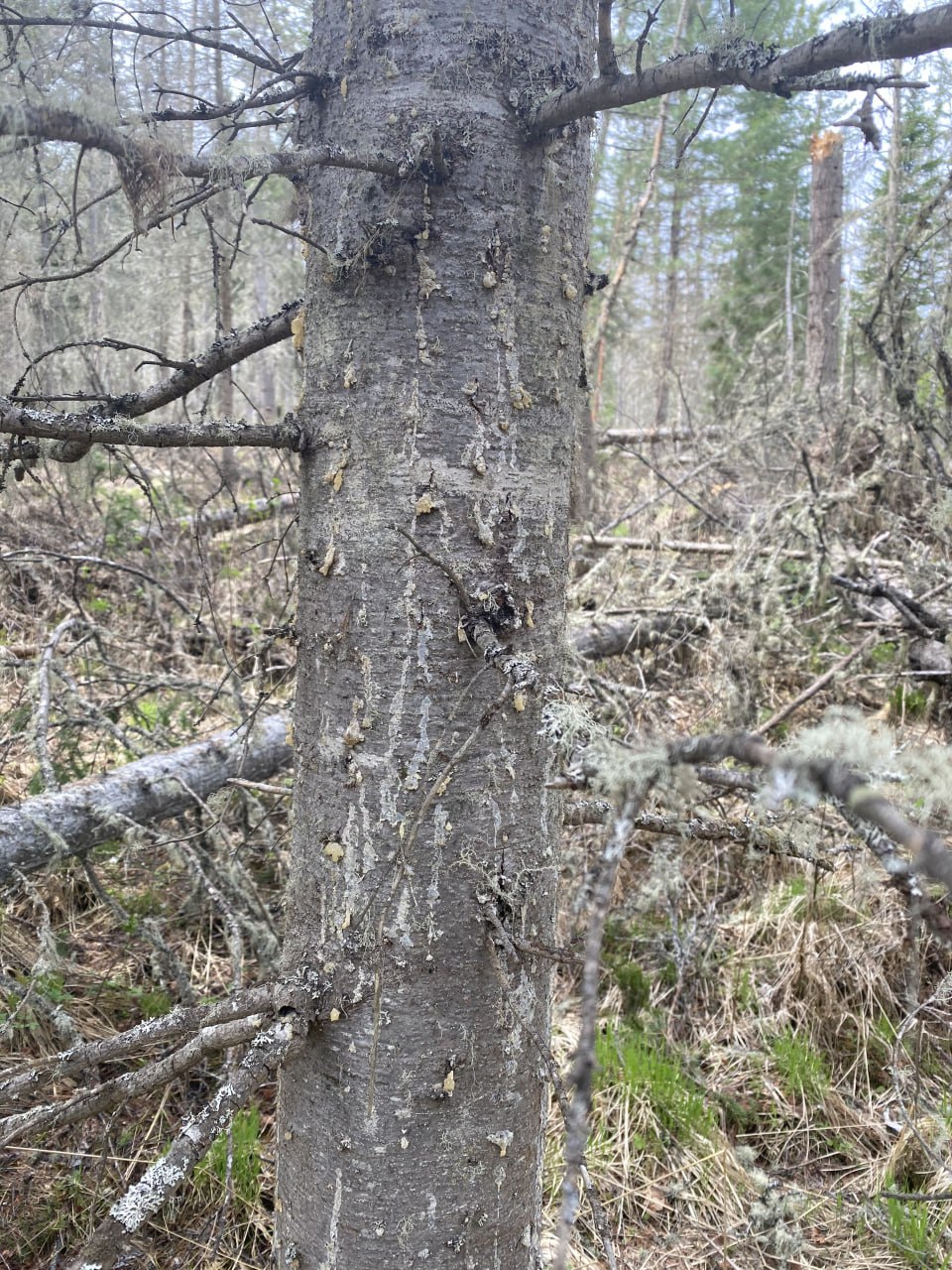 Фото: Центр защиты леса Красноярского края