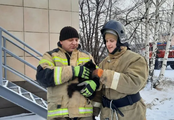 В Красноярском крае пожарные спасли застрявшего в стене котенка