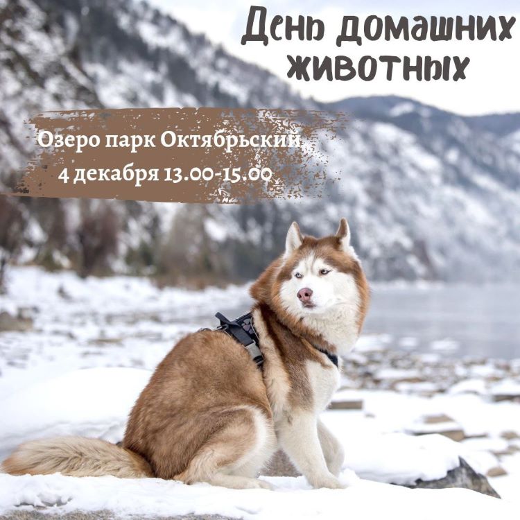 В Красноярске 4 декабря отметят День домашних животных