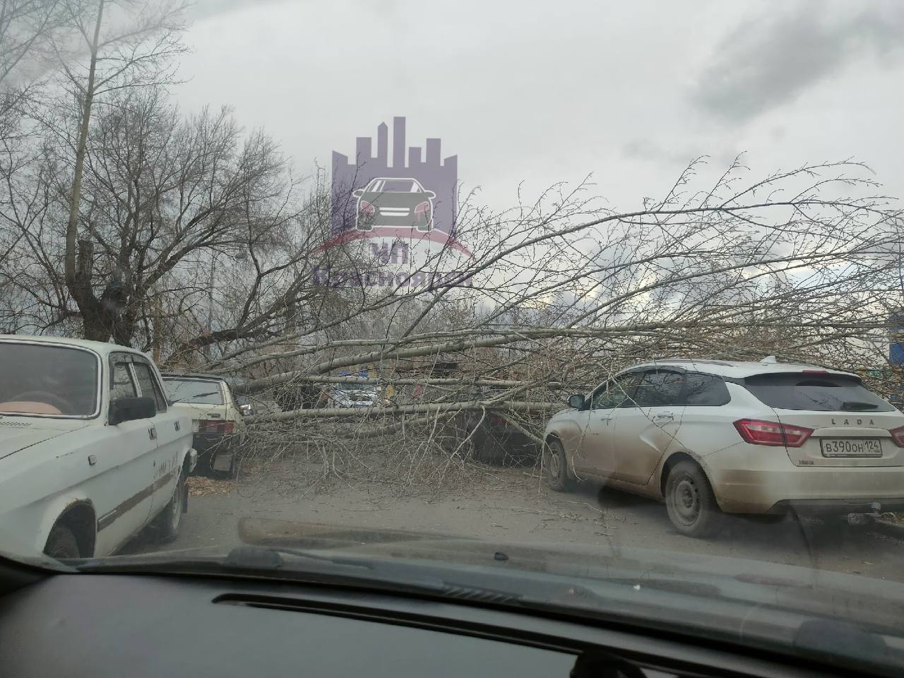 В Красноярске упавшее от ветра дерево повредило четыре автомобиля