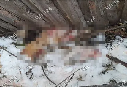 Под Красноярском неизвестный убил и расчленил собаку