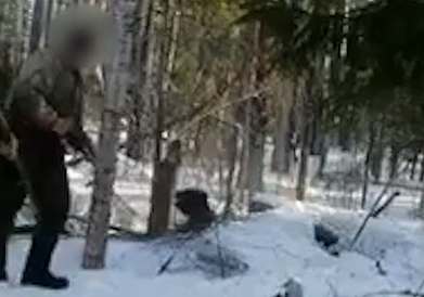 В Красноярском крае браконьеры убили медведицу с медвежонком и сняли это на видео