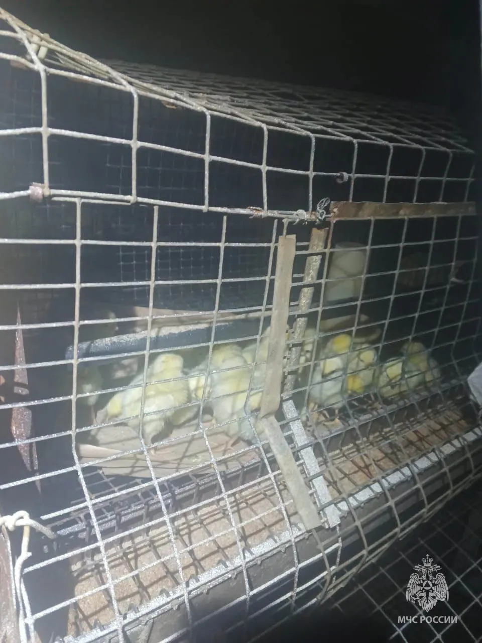 В Красноярском крае пожарные спасли 8 тысяч цыплят