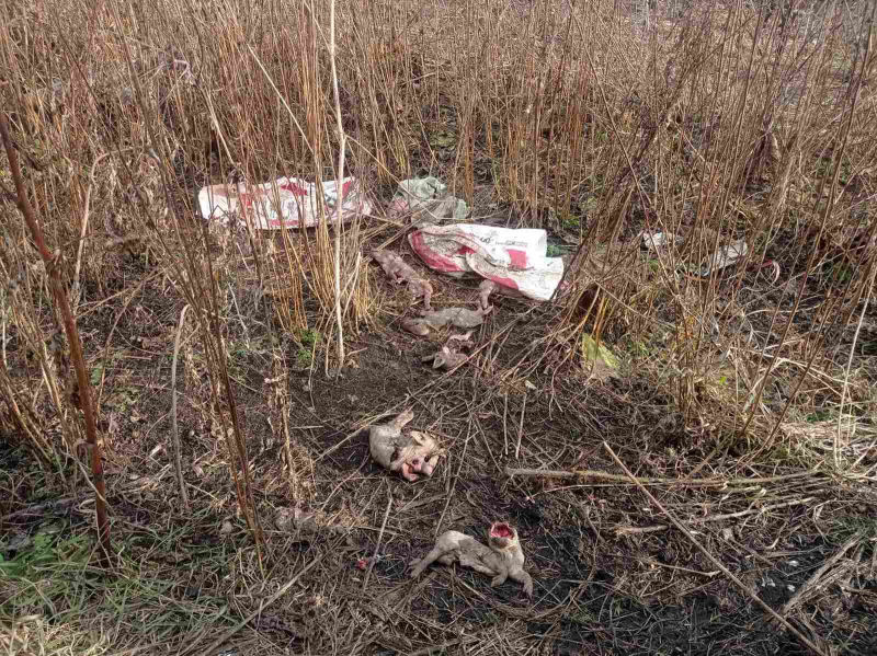 В Красноярском крае предприятие выкидывало трупы свиней неподалеку от населенного пункта