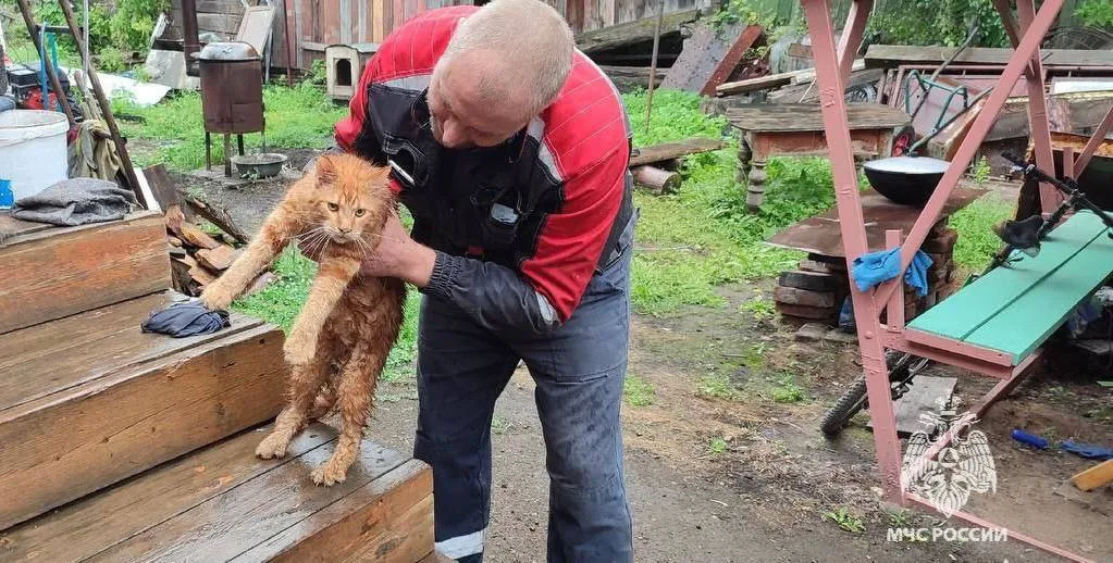 В Красноярском крае пожарные спасли застрявшего на дереве кота Симбу
