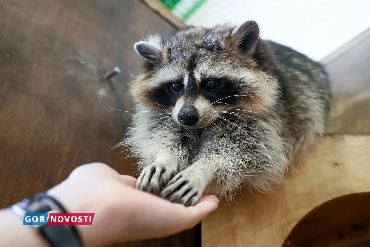 «Рядом с человеком им комфортнее». В Красноярске работает маленький зоопарк «Страна Енотия»