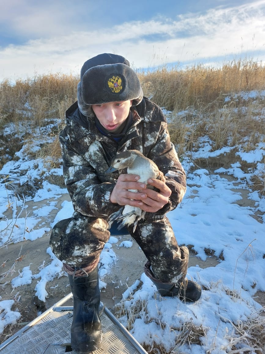 На севере Красноярского края в заповеднике спасли примерзшую ко льду утку