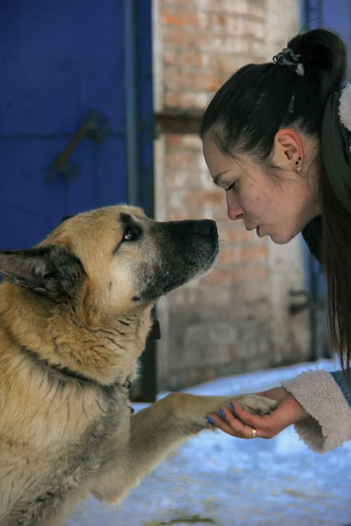 «Без средств, но с надеждой». Красноярский приют для собак оказался в трудной ситуации