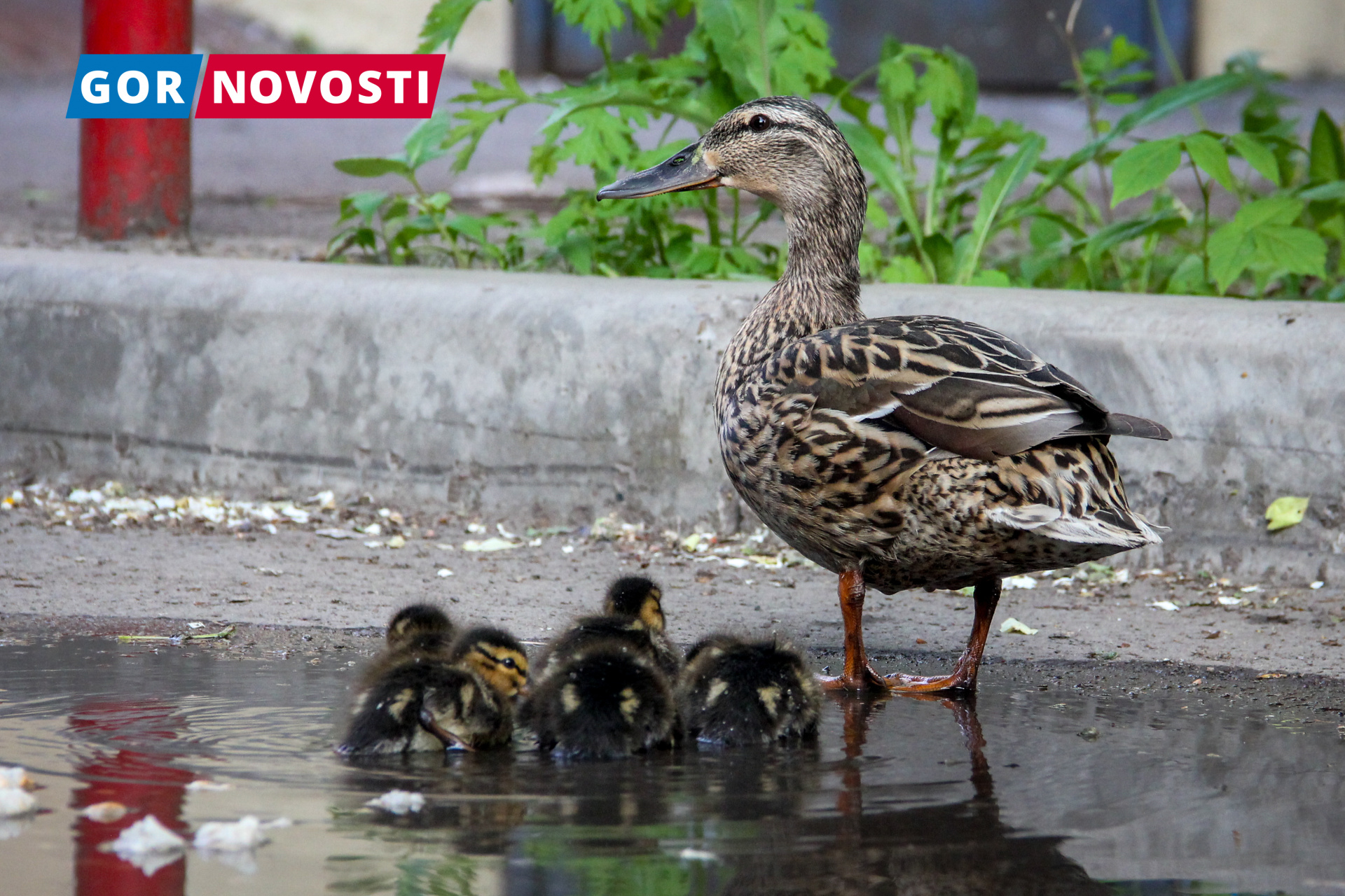 В Красноярске во дворе на Партизана Железняка заметили семейство уток