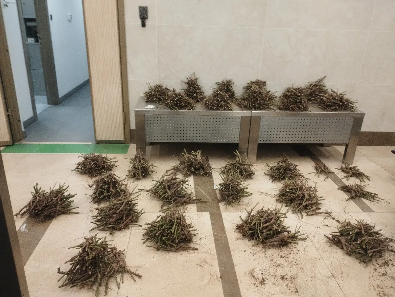 В Красноярске уничтожили две партии саженцев роз без сертификата