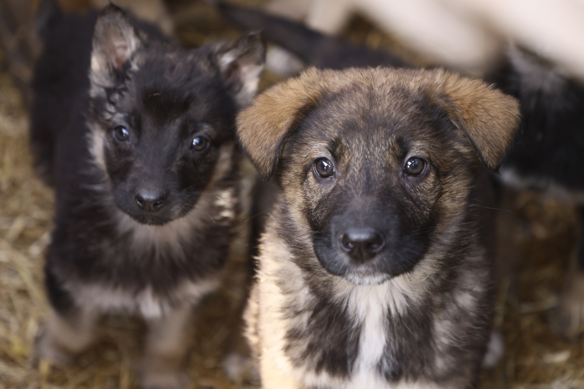 Фото: Дмитрий Шабалин