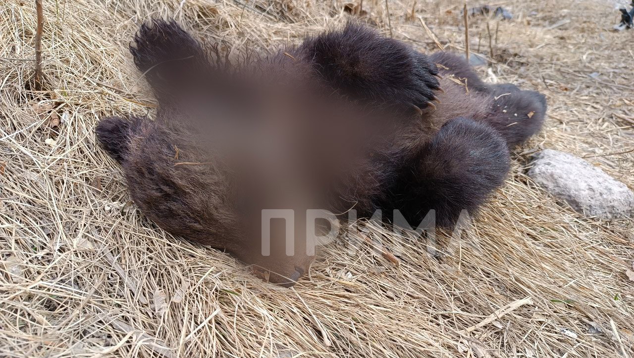 В красноярской Зеленой Роще нашли тела двух медвежат