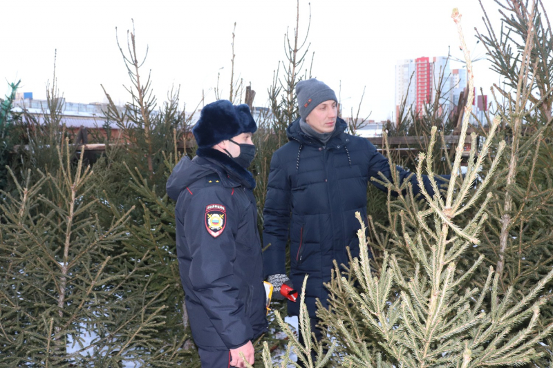 В преддверии Нового года в лесах Красноярского края усилили охрану ёлок