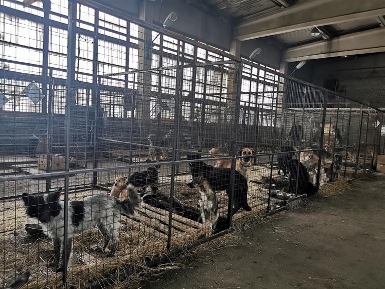 В Красноярске готовятся к миграции бездомных собак из пригородов