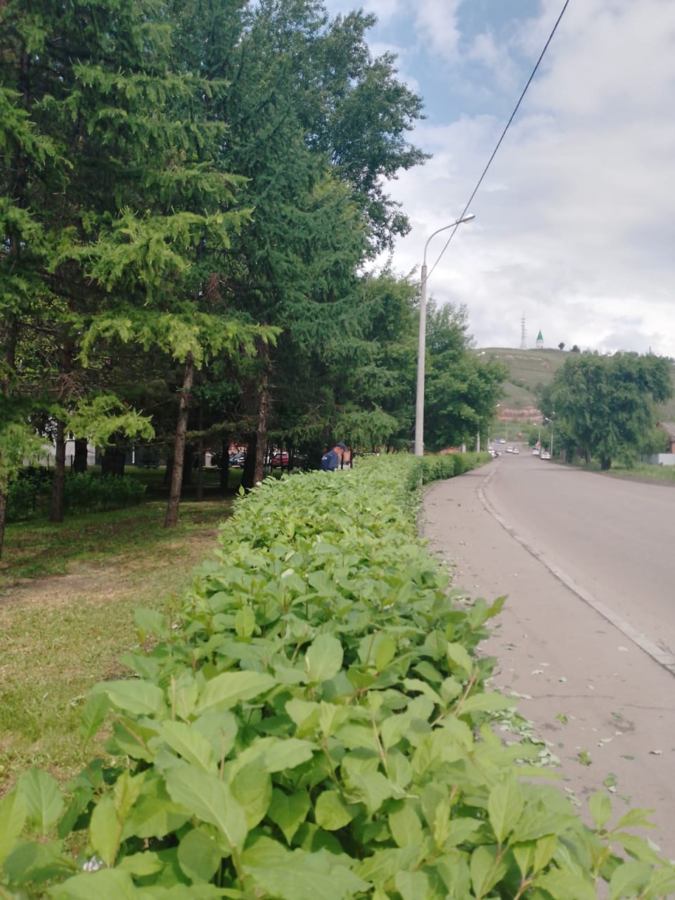 В сквере «Юдинский» в Красноярске привели в порядок живую изгородь