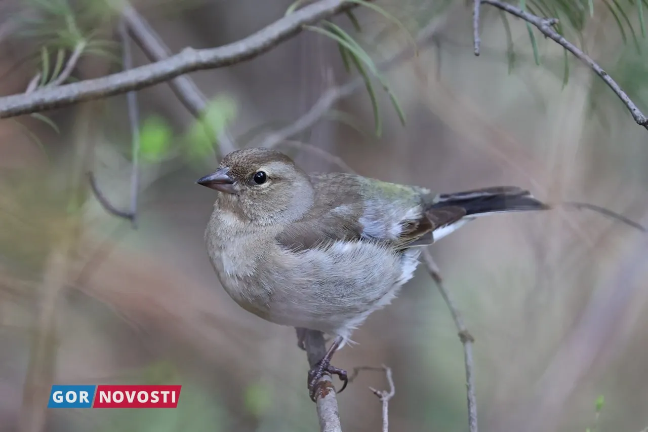 Красноярцам рассказали о запрещенных для диких животных угощеньях