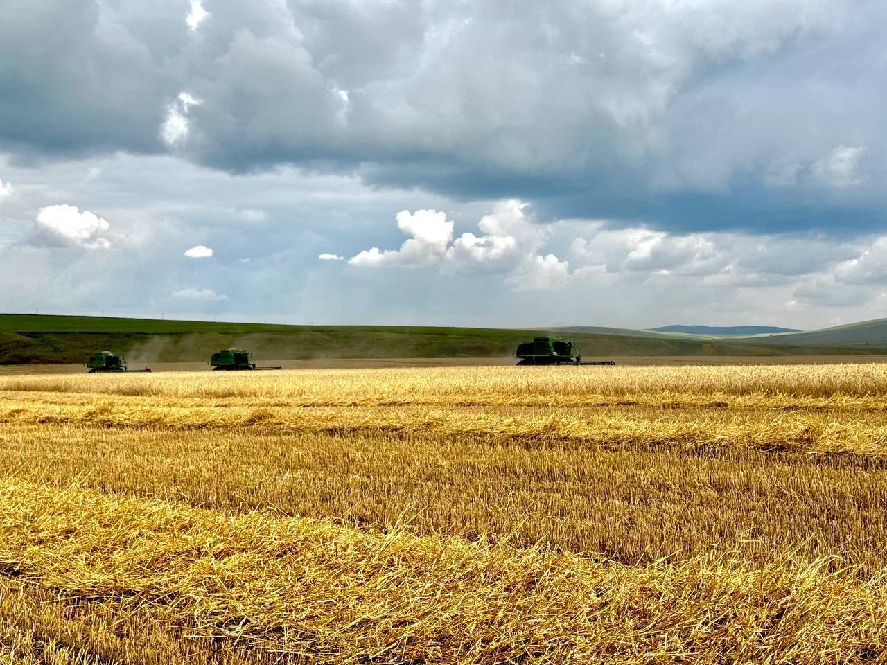 Красноярский край стал лидером в Сибири по урожаю зерна