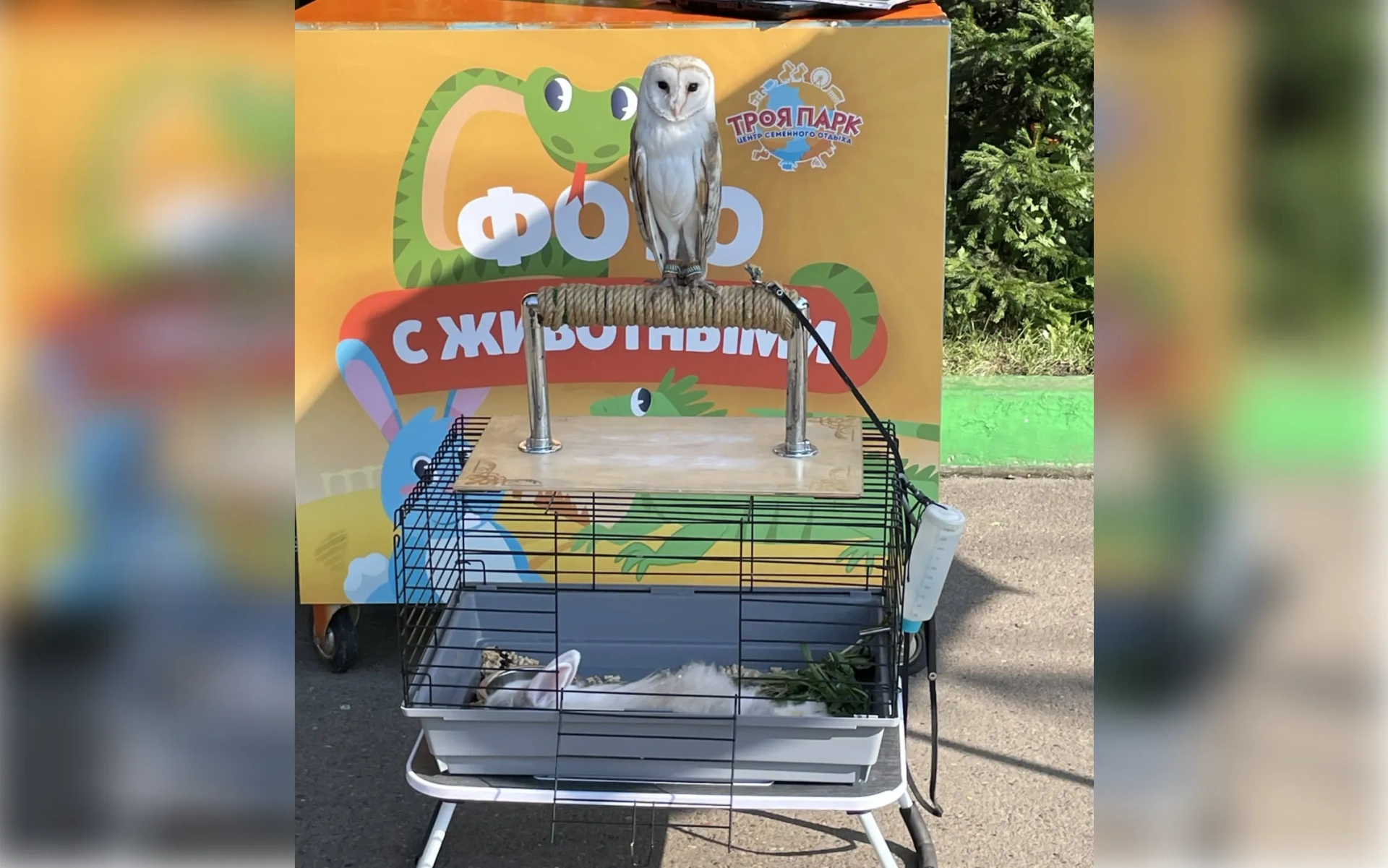 В Красноярске объявили предостережения уличным фотографам с животными