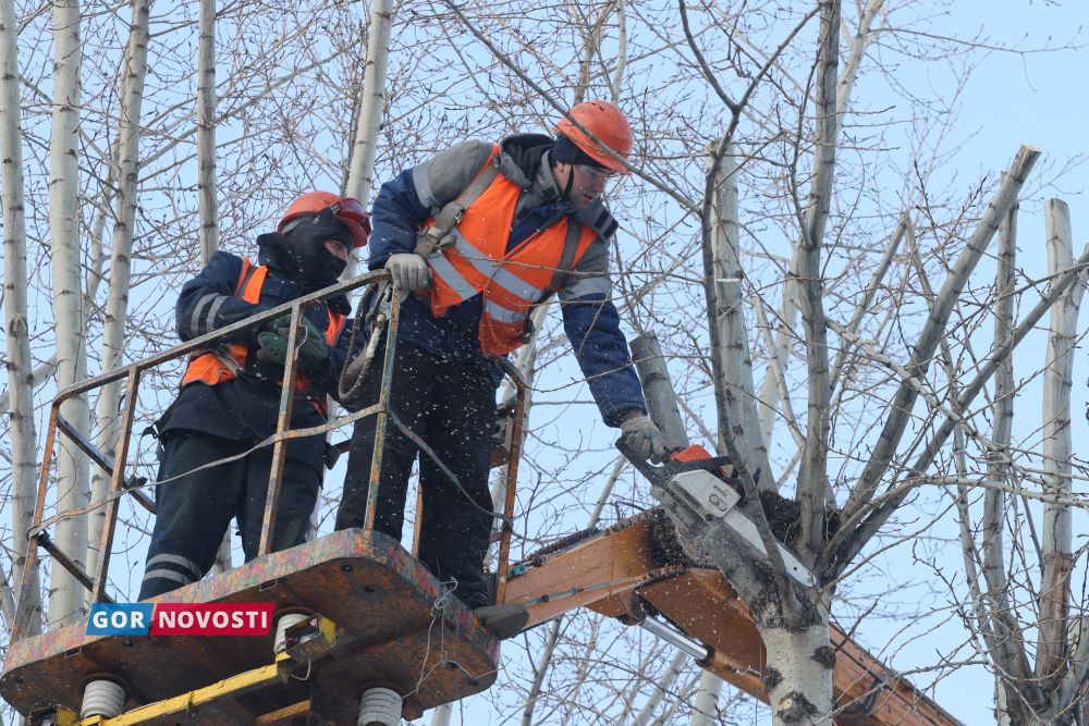 Красноярский парк «Троя» оштрафовали на 50 тысяч рублей за неправильную обрезку тополей