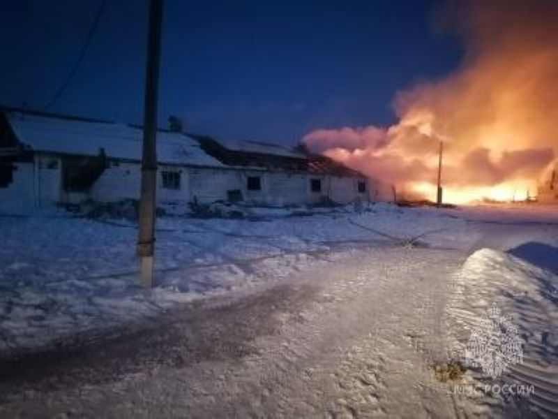 В Канском районе при пожаре в телятнике погибли 88 животных