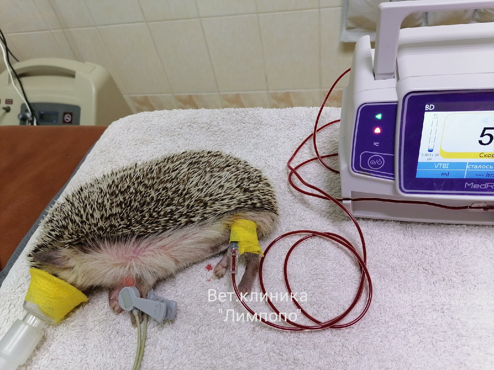 Красноярские ветеринары спасли любящего бегать ёжика