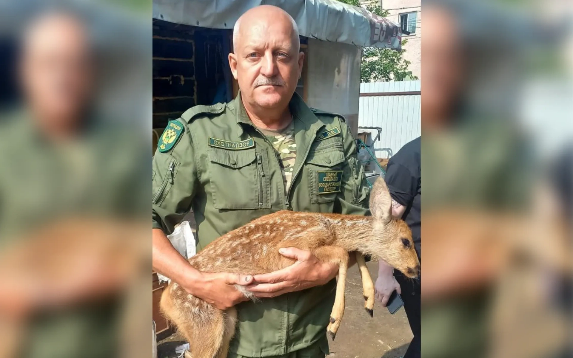На трассе Красноярского края подобрали детеныша косули