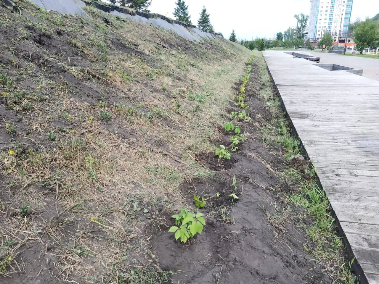 В Красноярске на склонах сквера Универсиады впервые высадили девичий виноград