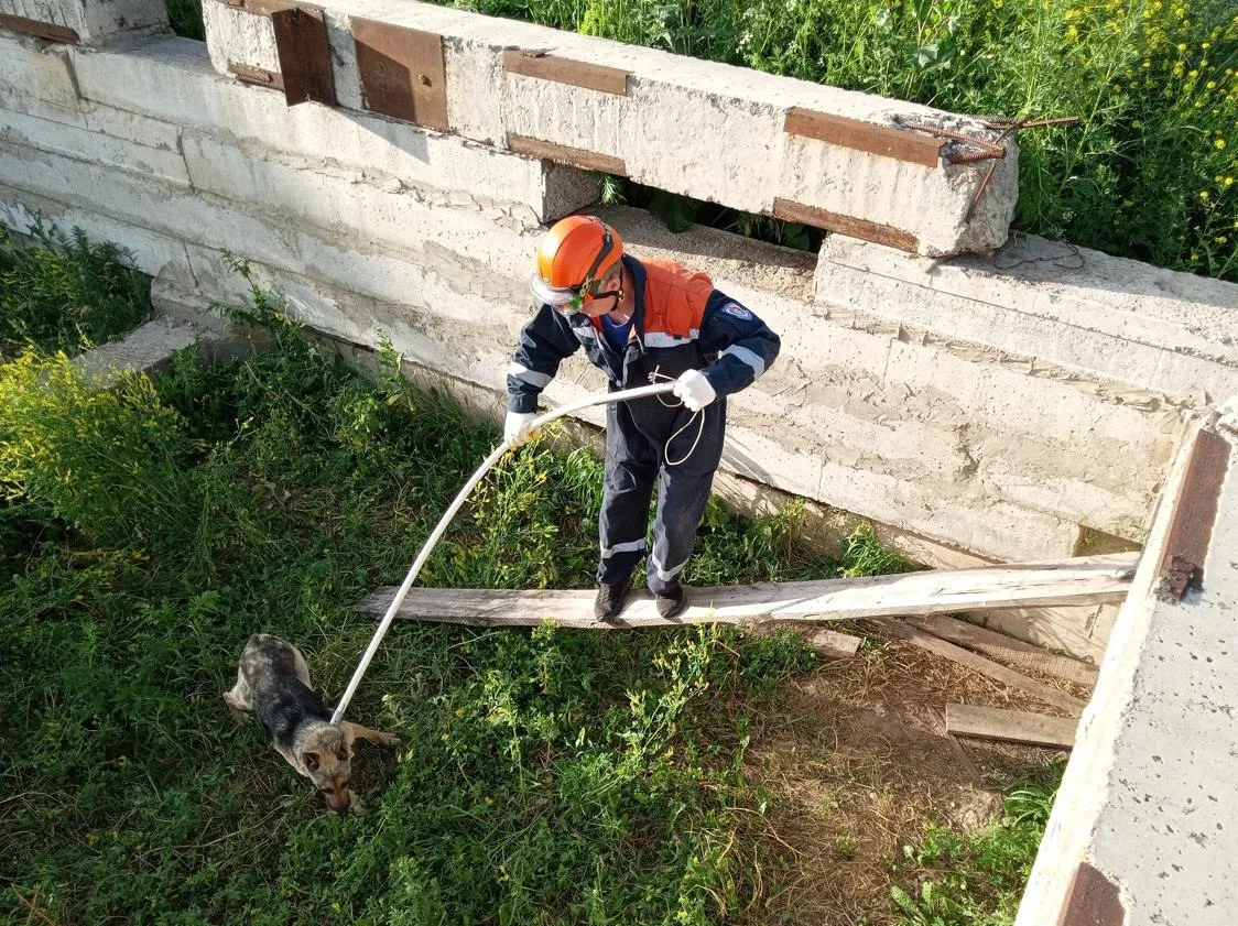 В Красноярском крае спасатели вызволили собаку из подвала недостроенного дома
