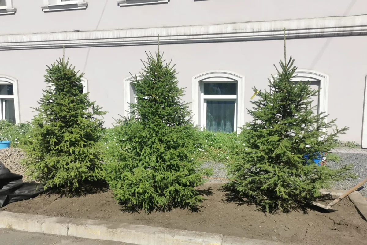 В Красноярске в этом году высадили 11 тысяч деревьев