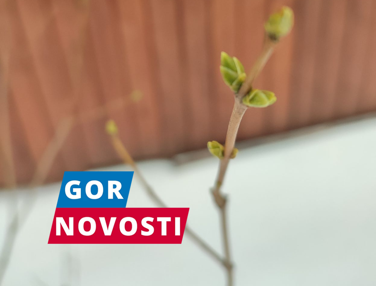 В Красноярске в январе набухли почки у сирени