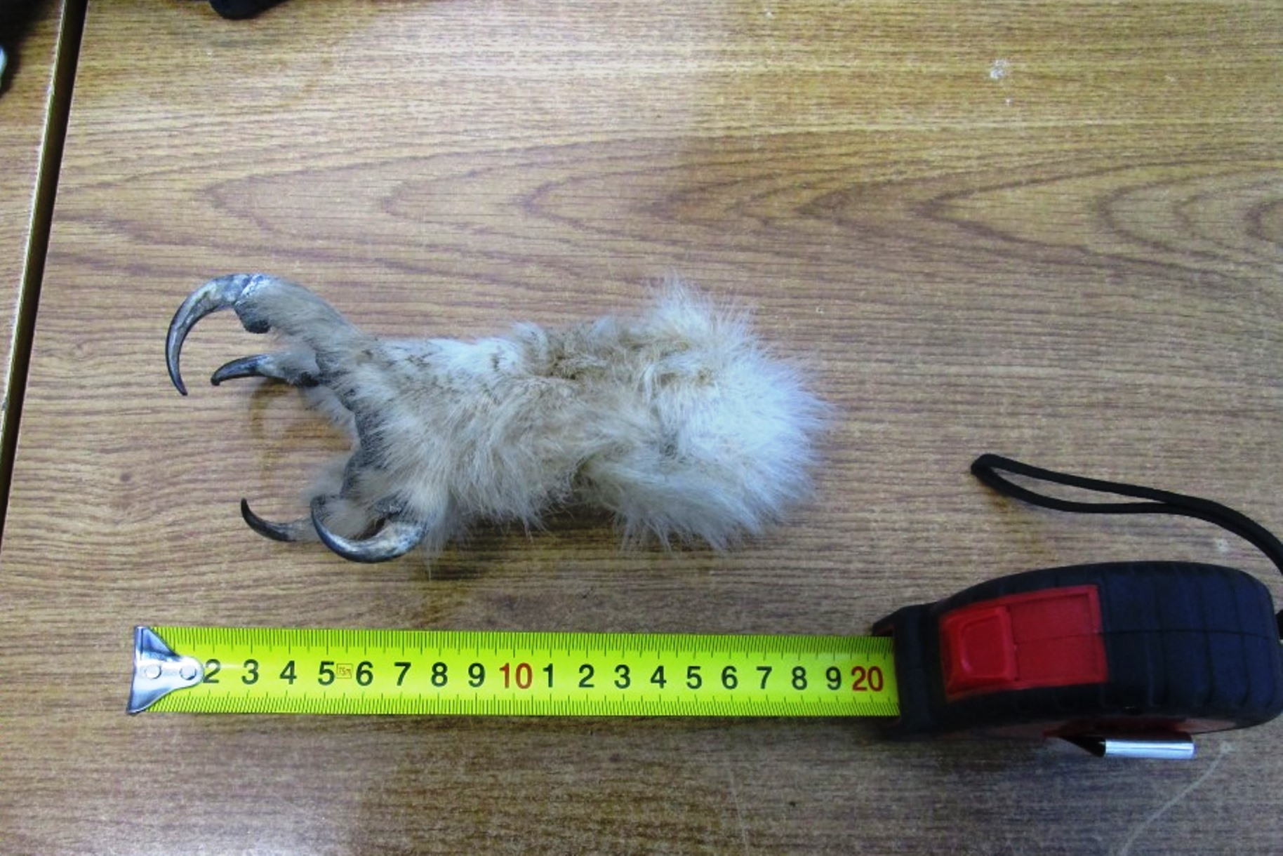 лапы 2.jpg
