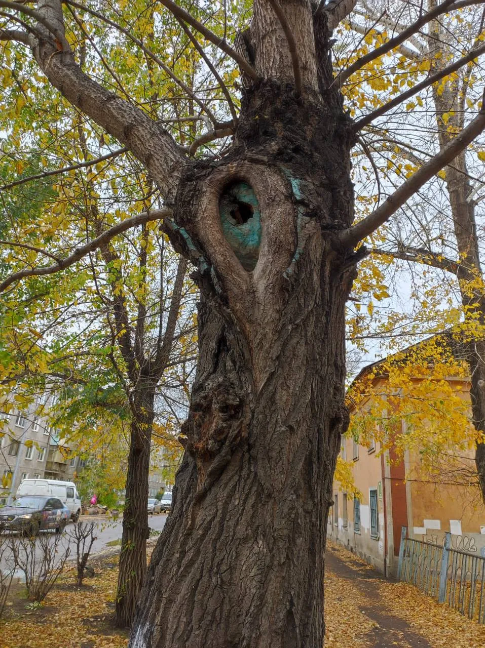 В Красноярске сносят сухостойные деревья